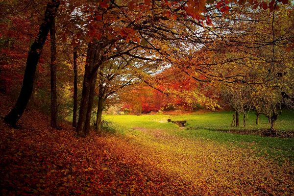 autumn-1072827_1920